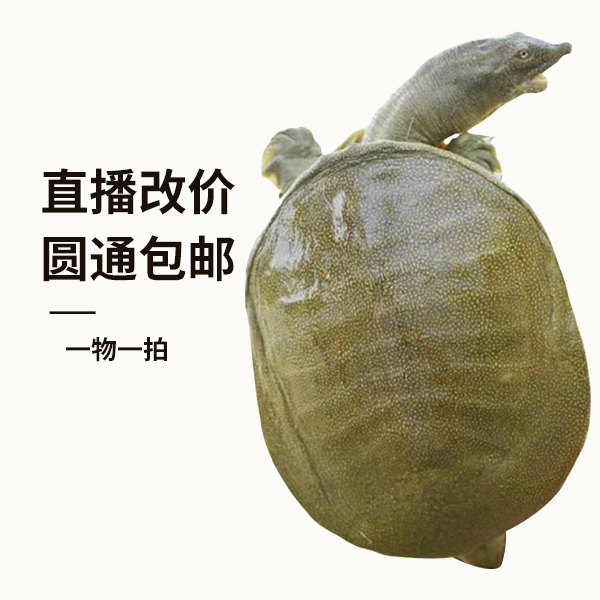 （直播间改价专拍）鲜活外塘中华鳖青背水鱼生态甲鱼到家