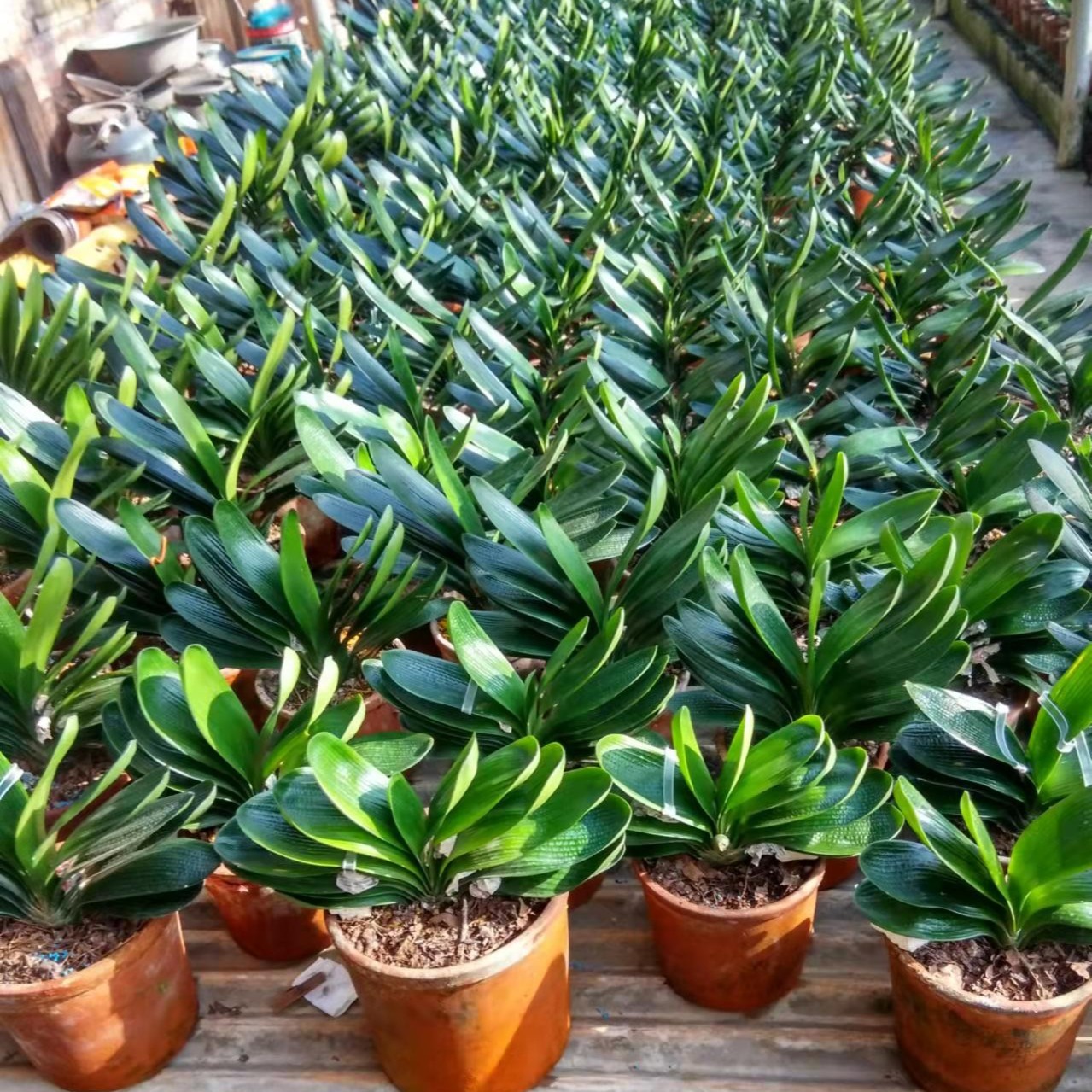 东方微短君子兰特价小苗原盆原土顺丰包邮