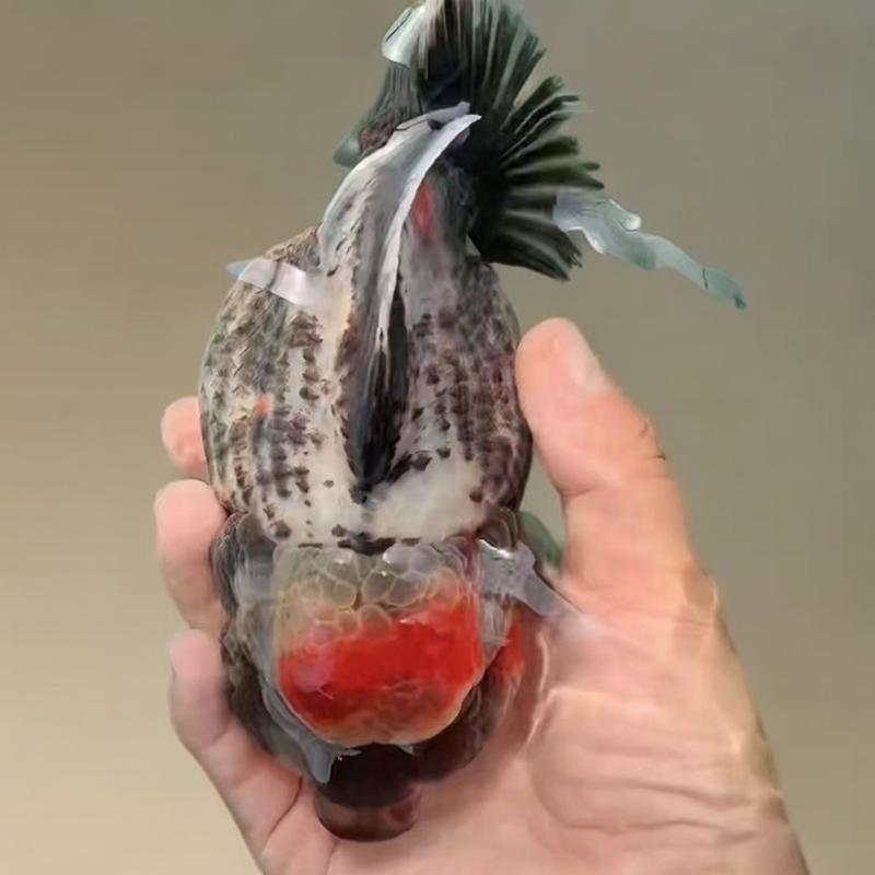 零度以下暖宝宝鹿塘兰寿精品兰寿