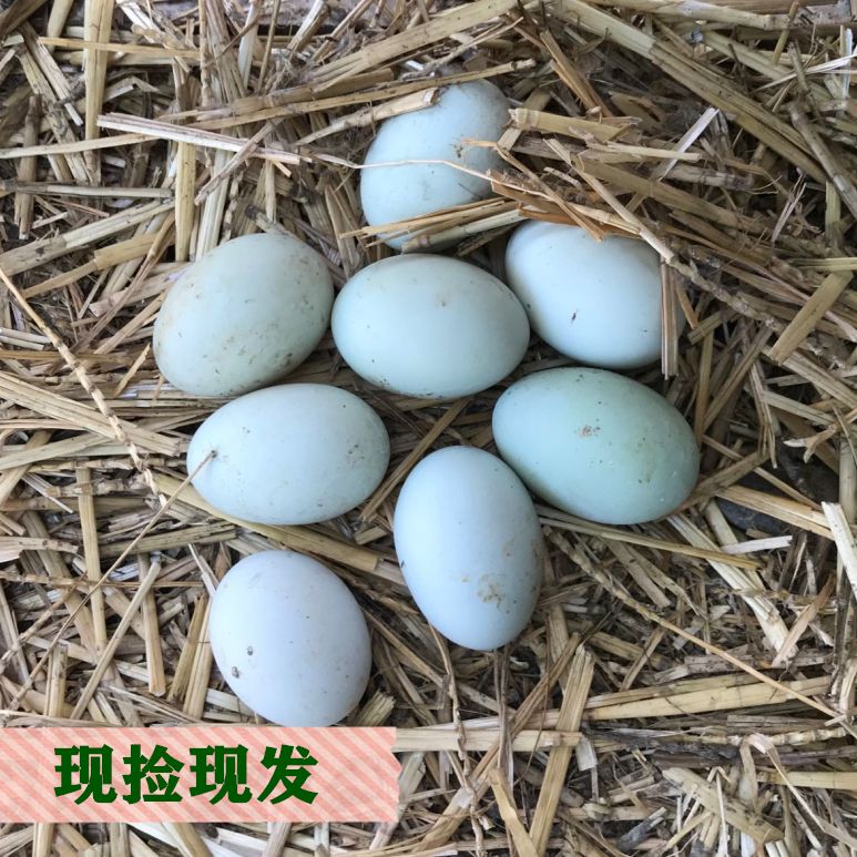 河套里散养大鸭蛋 50枚顺丰包邮《丹姐专属》不调不退看好下单