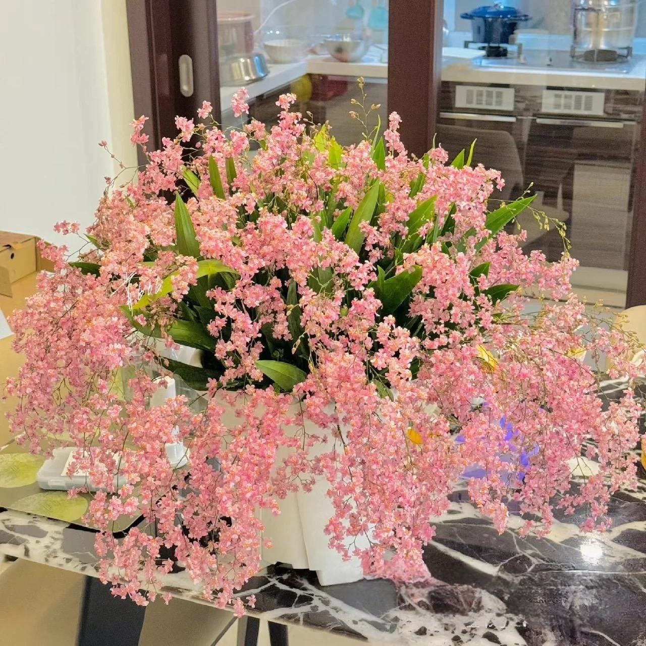 【160杯光宗粉】文心兰盆栽梦香兰香水兰室内外好养