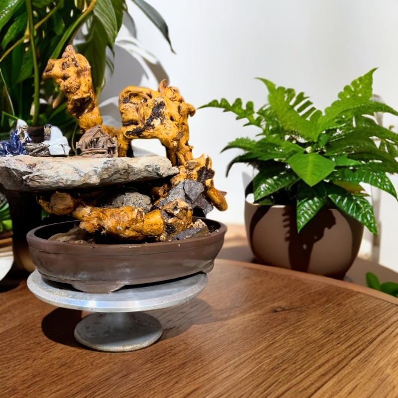 黄荆 太行雪花荆 田园 盆景栽培景直播间下单有效，一物一拍