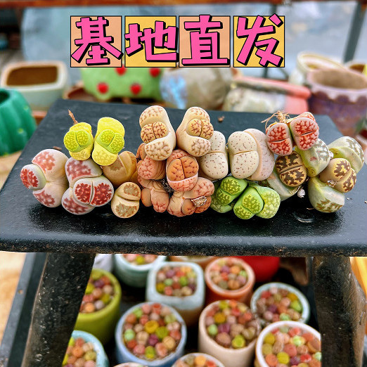 双头母本生石花屁屁花多肉植物肉锥pp基地直发多买多送优惠多多!