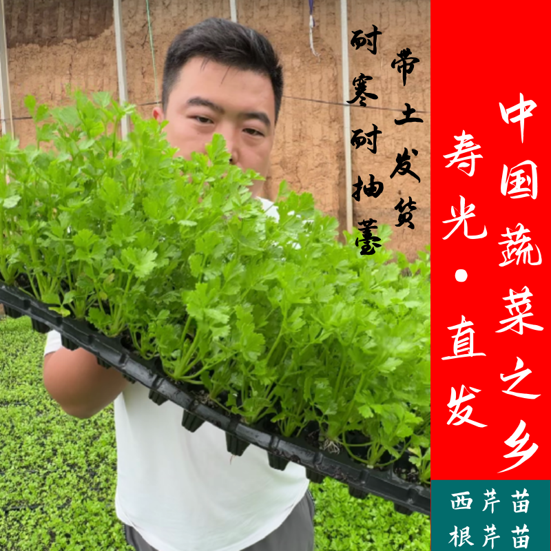 基地直发芹菜种苗四季根芹芹菜苗阳台庭院种植易活高产西芹耐寒耐