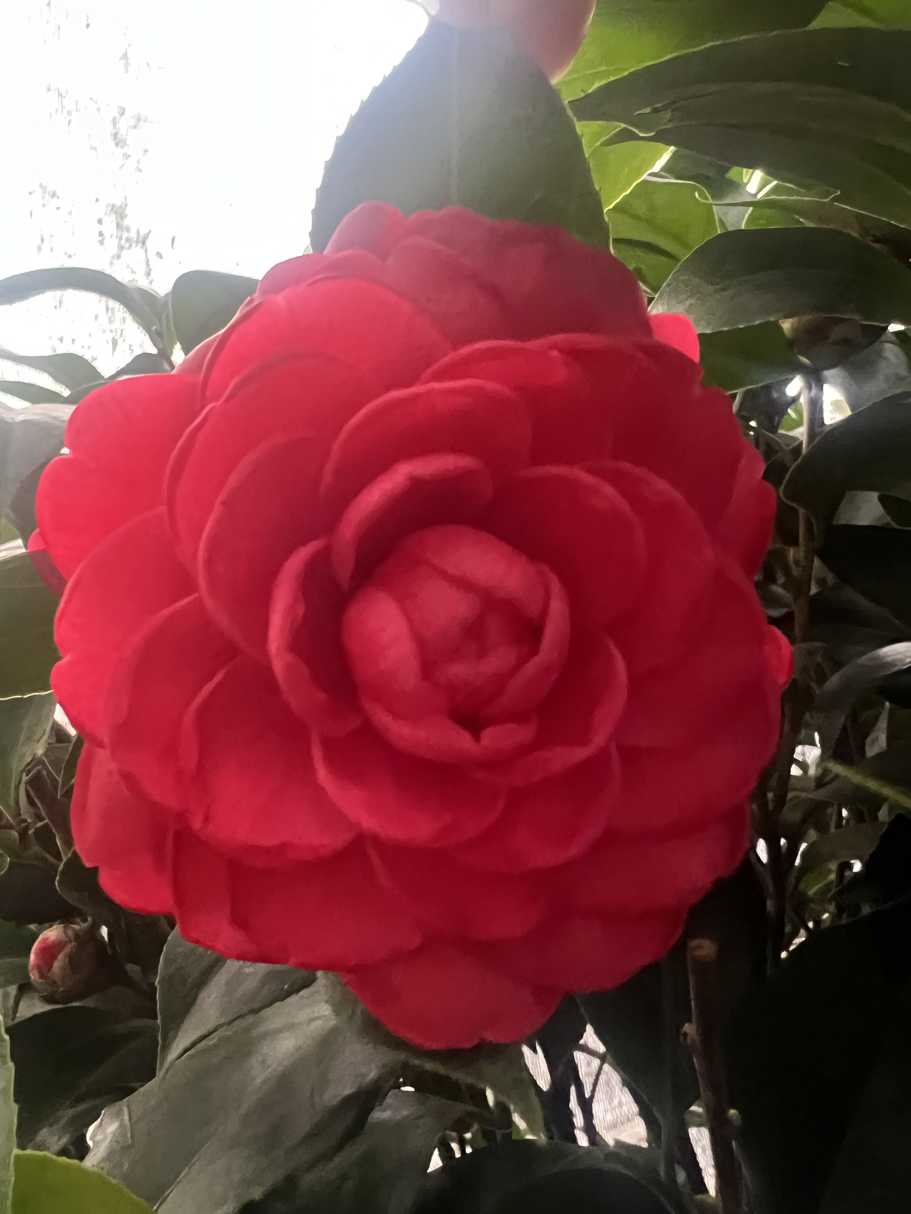 【红色赤丹】老桩(一物一拍)庭院别墅景观盆栽地栽绿植