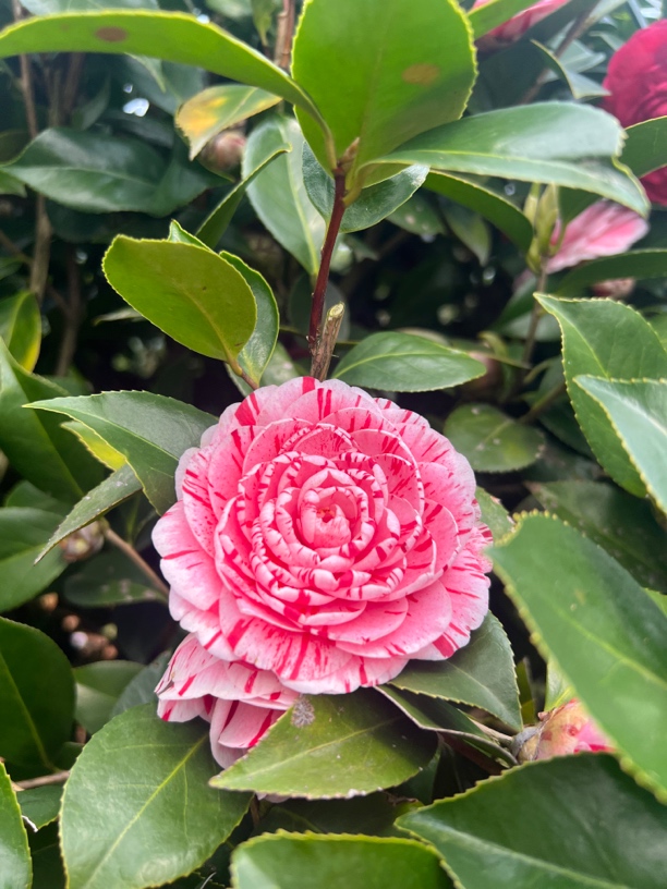 【五色赤丹】老桩(一物一拍)庭院别墅景观盆栽地栽绿植