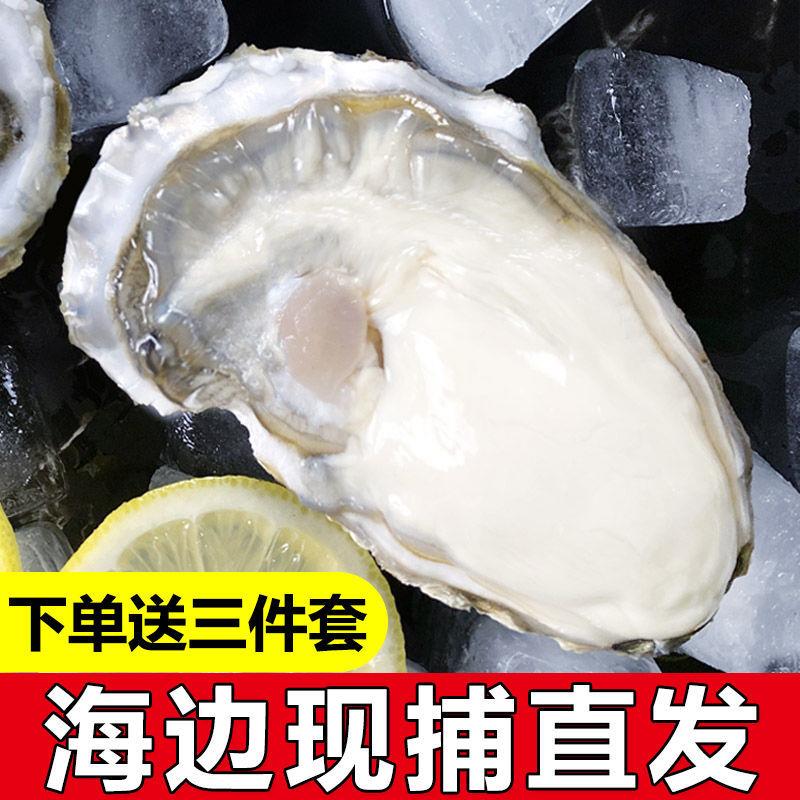 海捕肥蚝正宗乳山生蚝鲜活乳山带壳海蛎子新鲜牡蛎一整箱