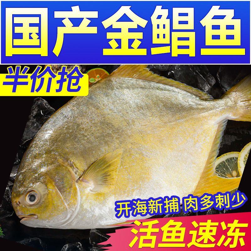 【特大】国产金鲳鱼新鲜特大号冷冻鲜活水产海昌鱼平鱼海鲜水产
