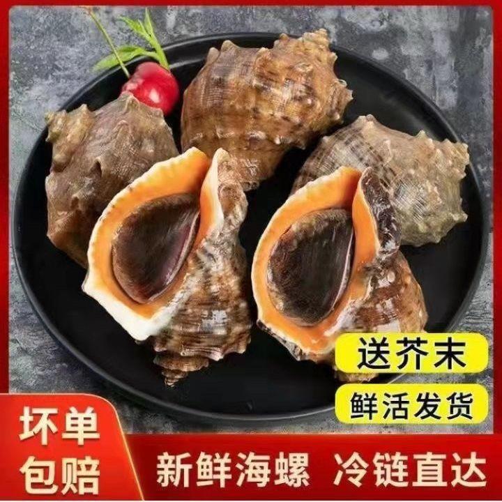 鲜活海螺大海螺无泥无沙野生海螺新鲜特大号海螺批发海产品螺类