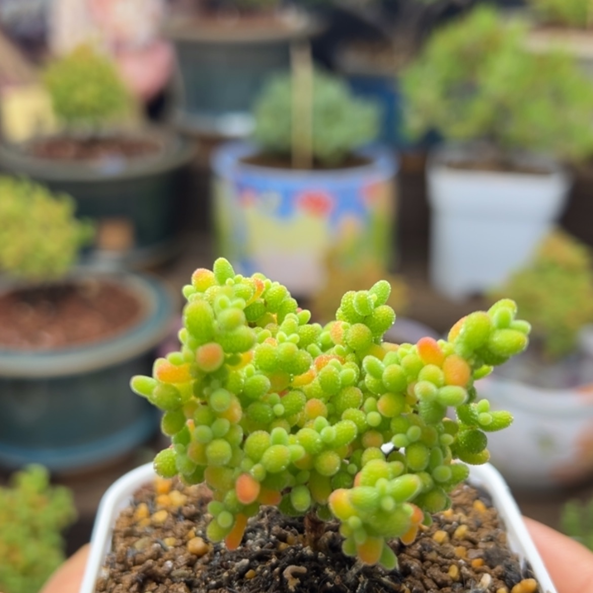 【闪购商品】蜜桔糖球B067