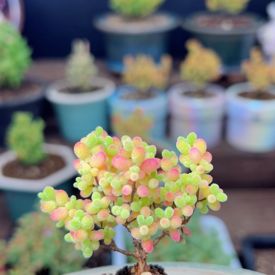 【闪购商品】蜜橘糖球332，不带盆