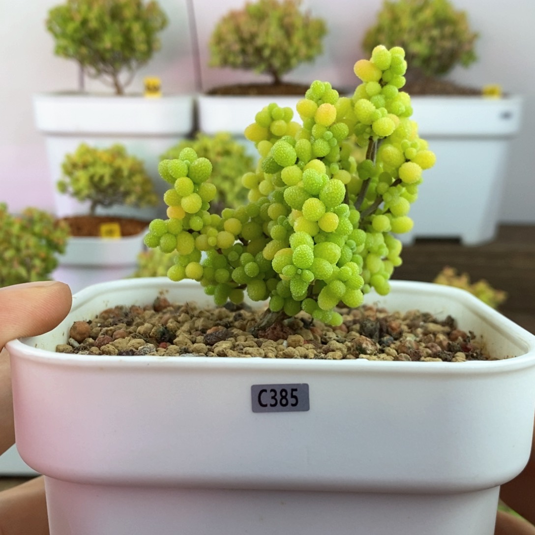 金橘糖球C385 福利 带肥