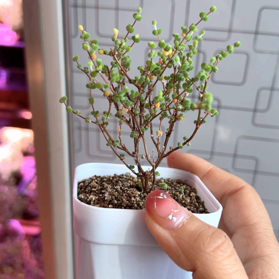 【闪购商品】莱斯353