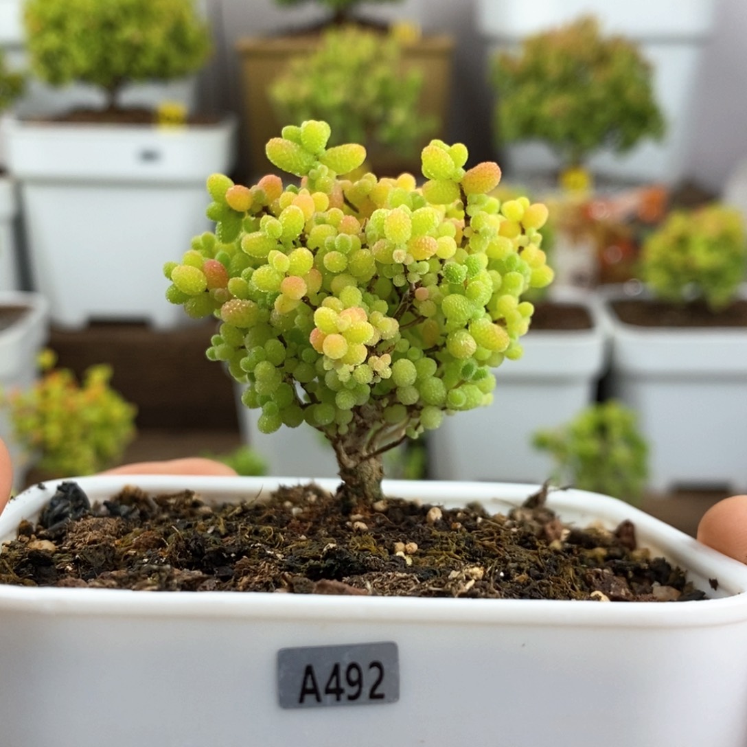 蜜橘糖球A492福利
