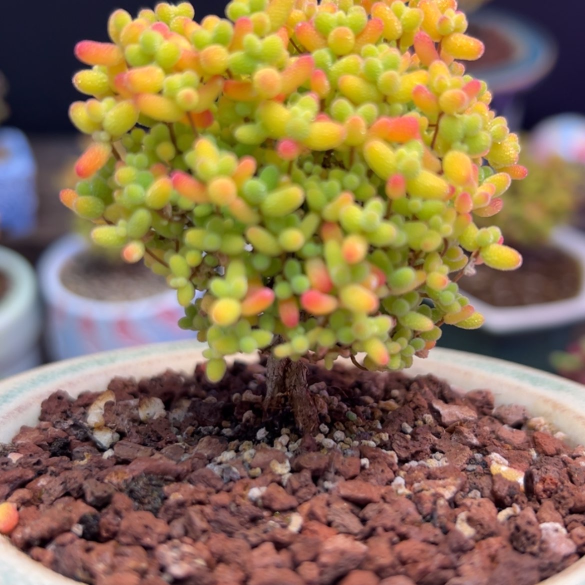 【闪购商品】蜜橘比024。 不要盆