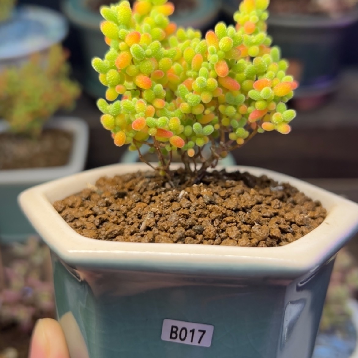 【闪购商品】B017 蜜橘糖球