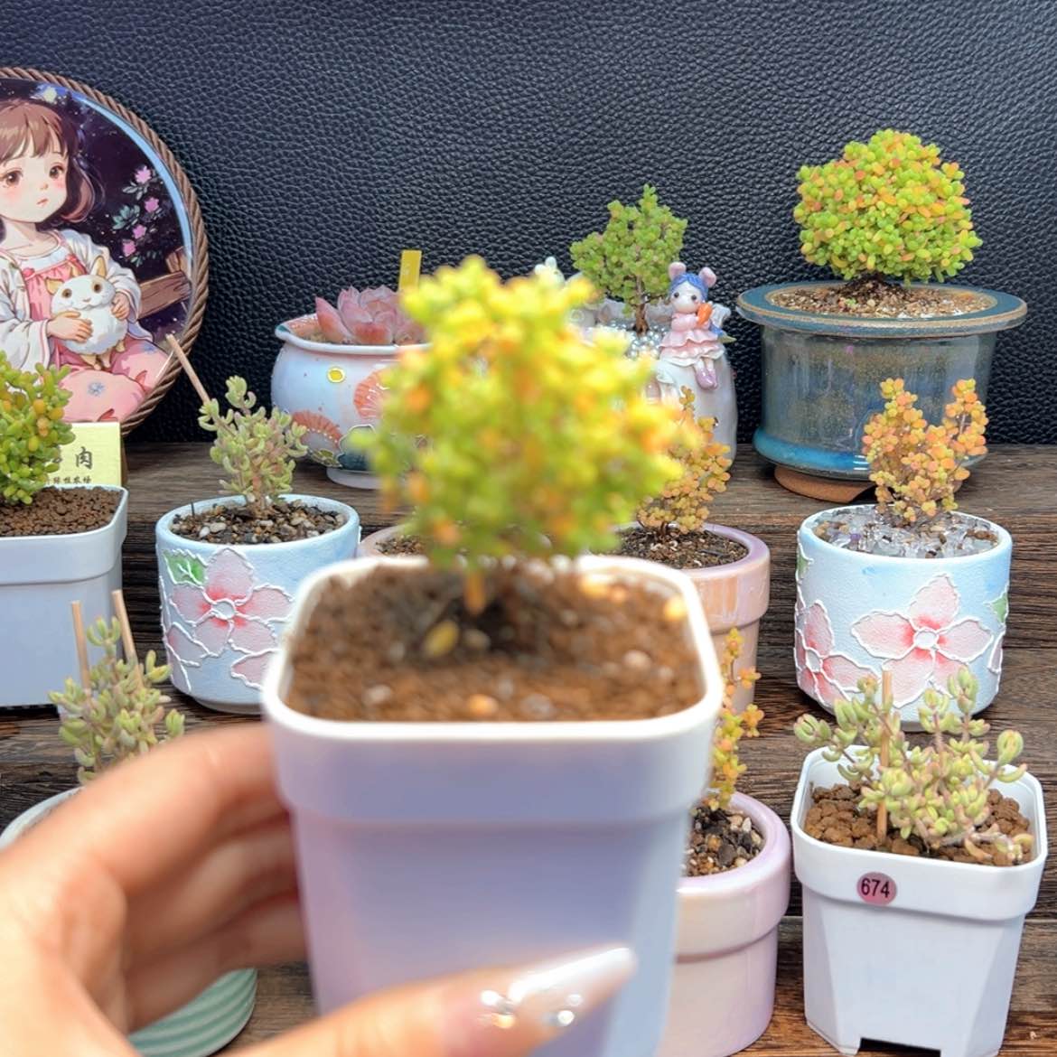 【闪购商品】蜜橘 b023