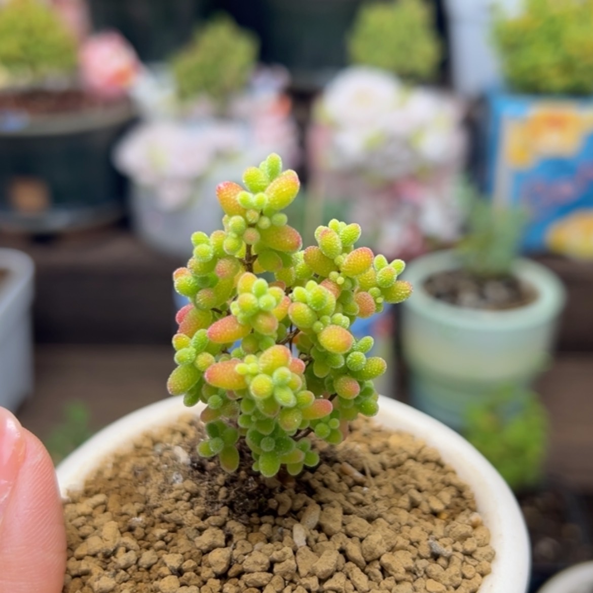 【闪购商品】蜜桔糖球061