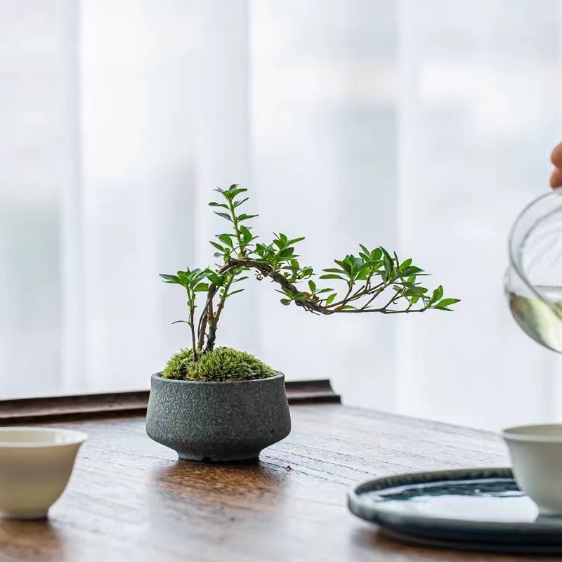 三台迎春花，虎蹄迎春花，龙爪迎春花，微型盆景迎春花。