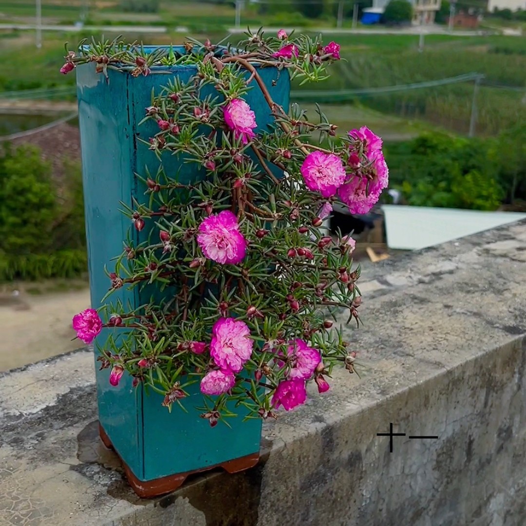 宿根重瓣太阳花多色悬崖桩 美观