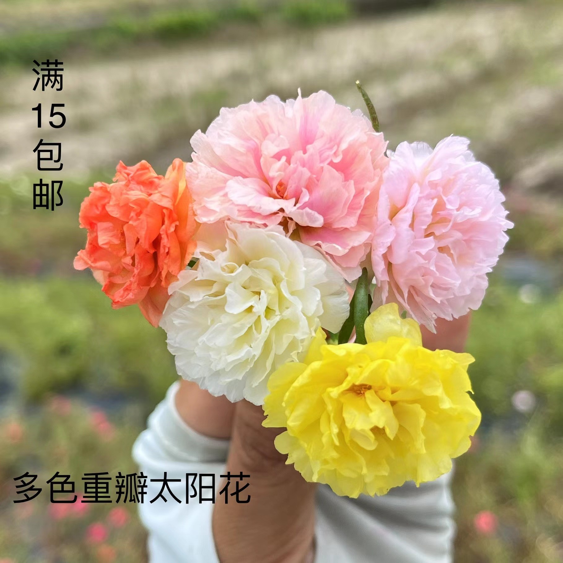 宿根重瓣太阳花无根多色枝条 