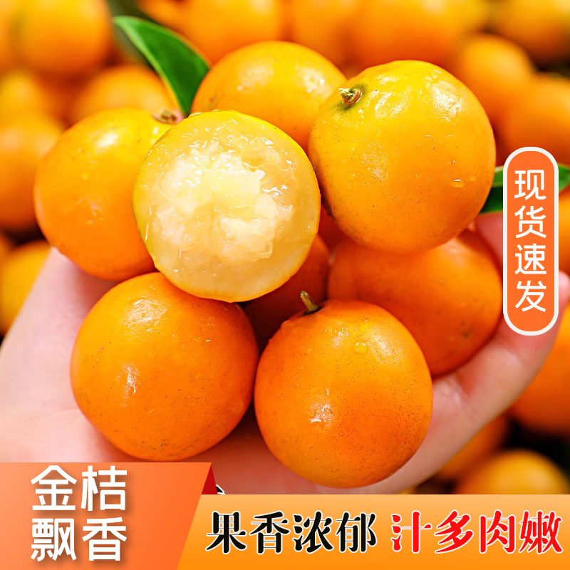 【高山种植】广西融安现货滑皮脆密金桔新鲜采摘果园直发纯甜无酸ys