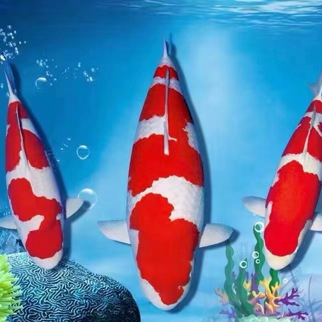 精品锦鲤鱼纯种红白观赏鱼冷水鱼日本大正三色黄金招财鱼锦鲤鱼池