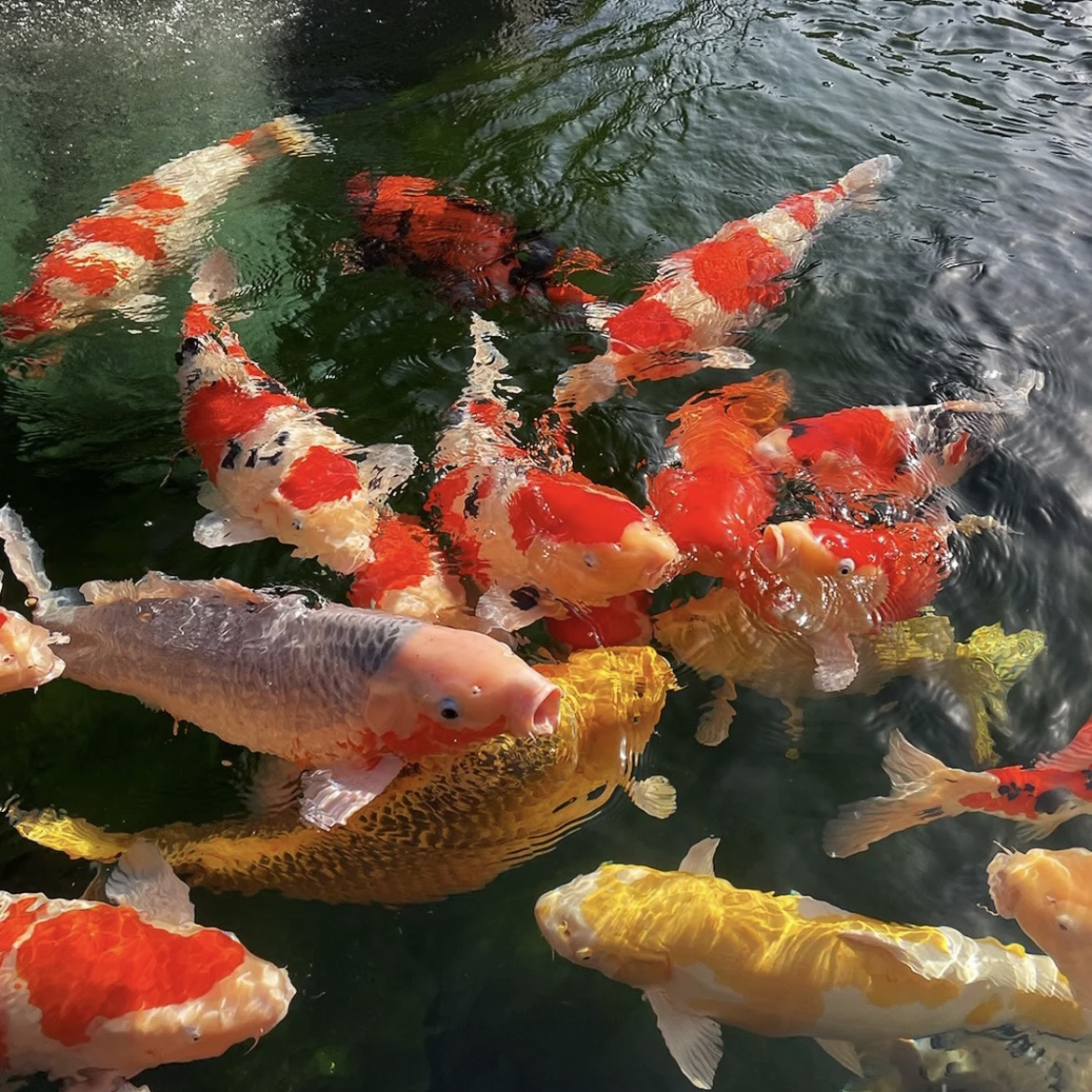 旭来锦鲤观赏鱼30-80CM②