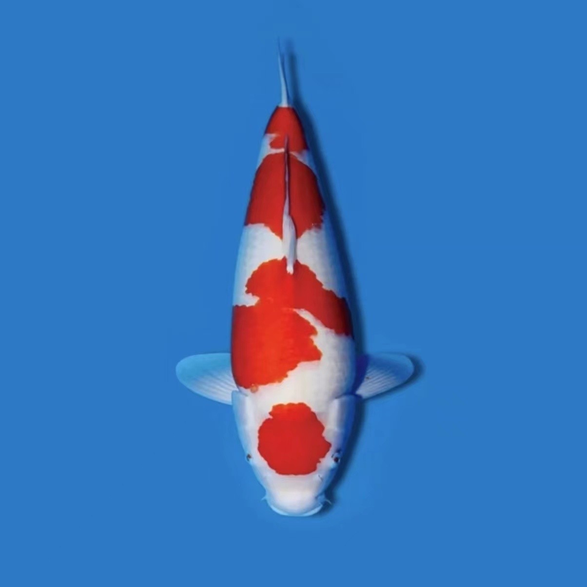 冷水观赏鱼纯种大型锦鲤活鱼渔场养殖直销大正三色红白黄金龙凤