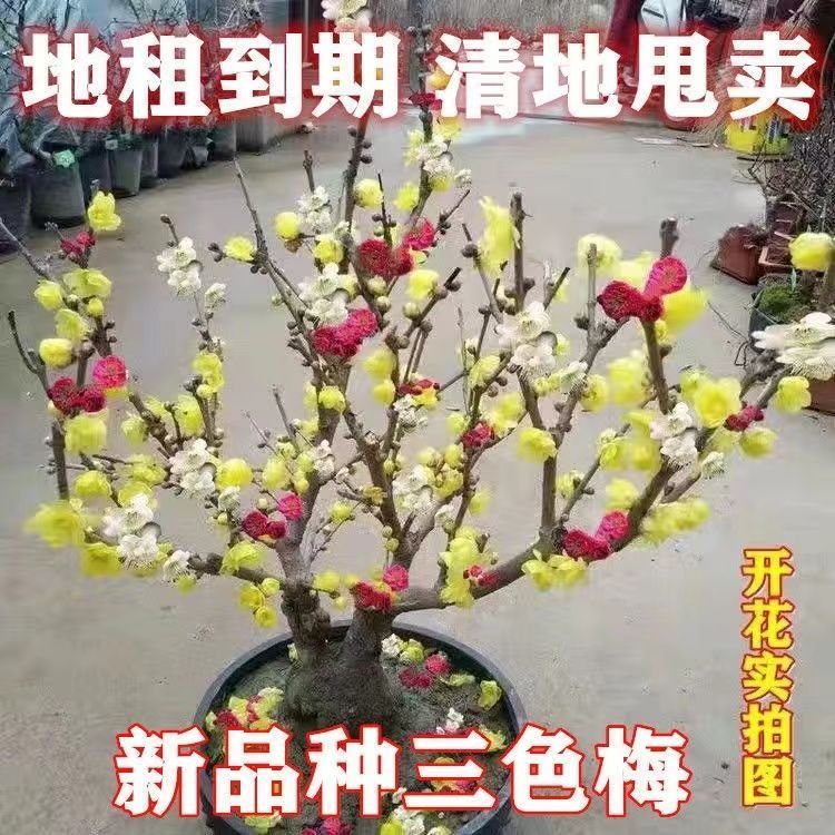 【四季开花】腊梅梅花盆栽地栽老桩浓香型耐寒植物冬天开花庭院花