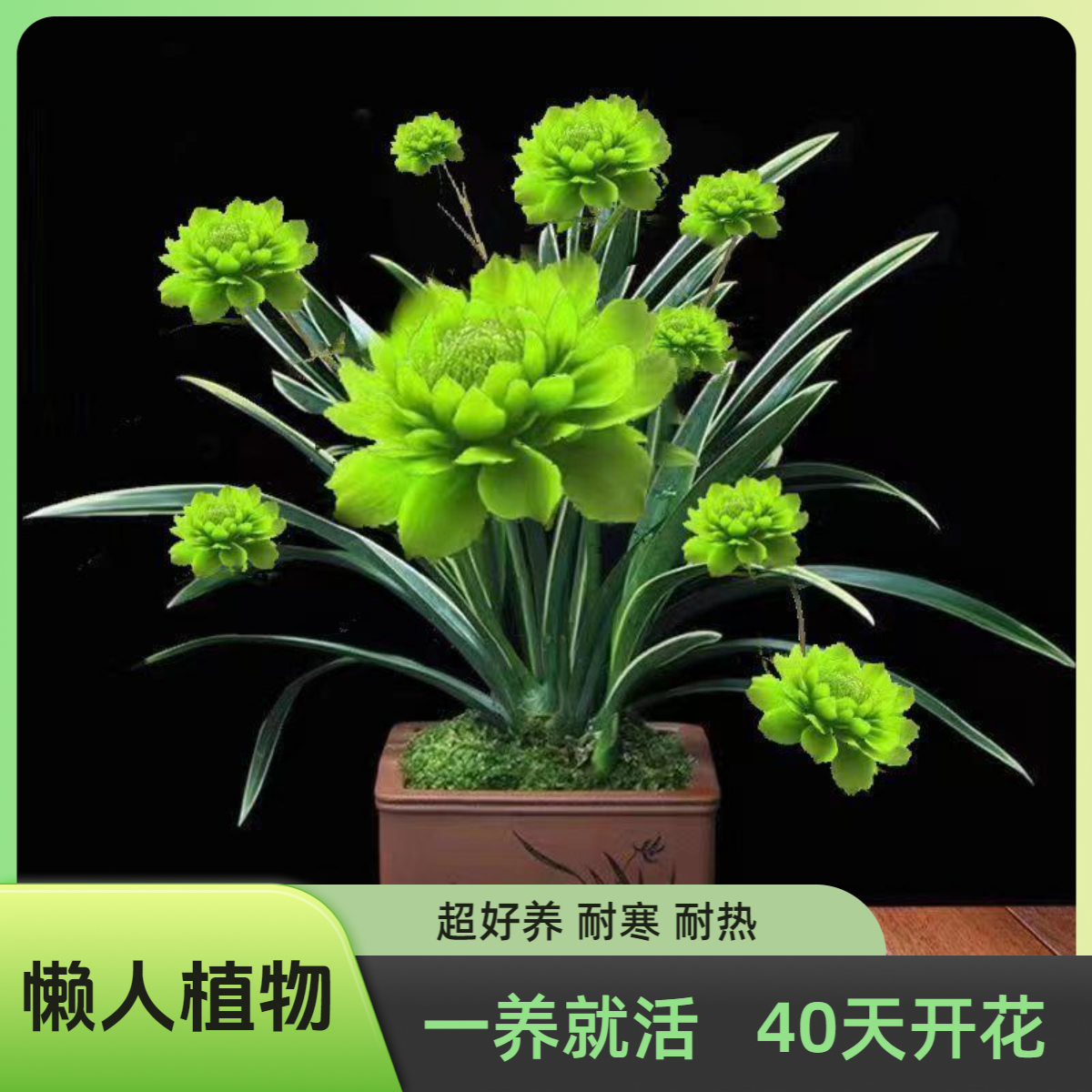 【浓香四季】浓香型月光兰种植绿植水培大全耐旱耐热四季开花水土