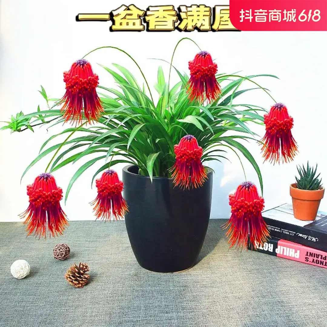 浓香型吊兰四季开花植物客厅绿植盆栽花卉阳台四季灯笼花耐旱开花