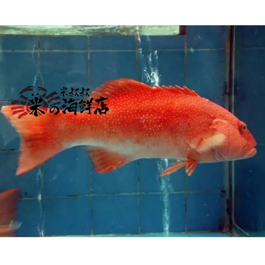 红东星斑（鲜活）600g+