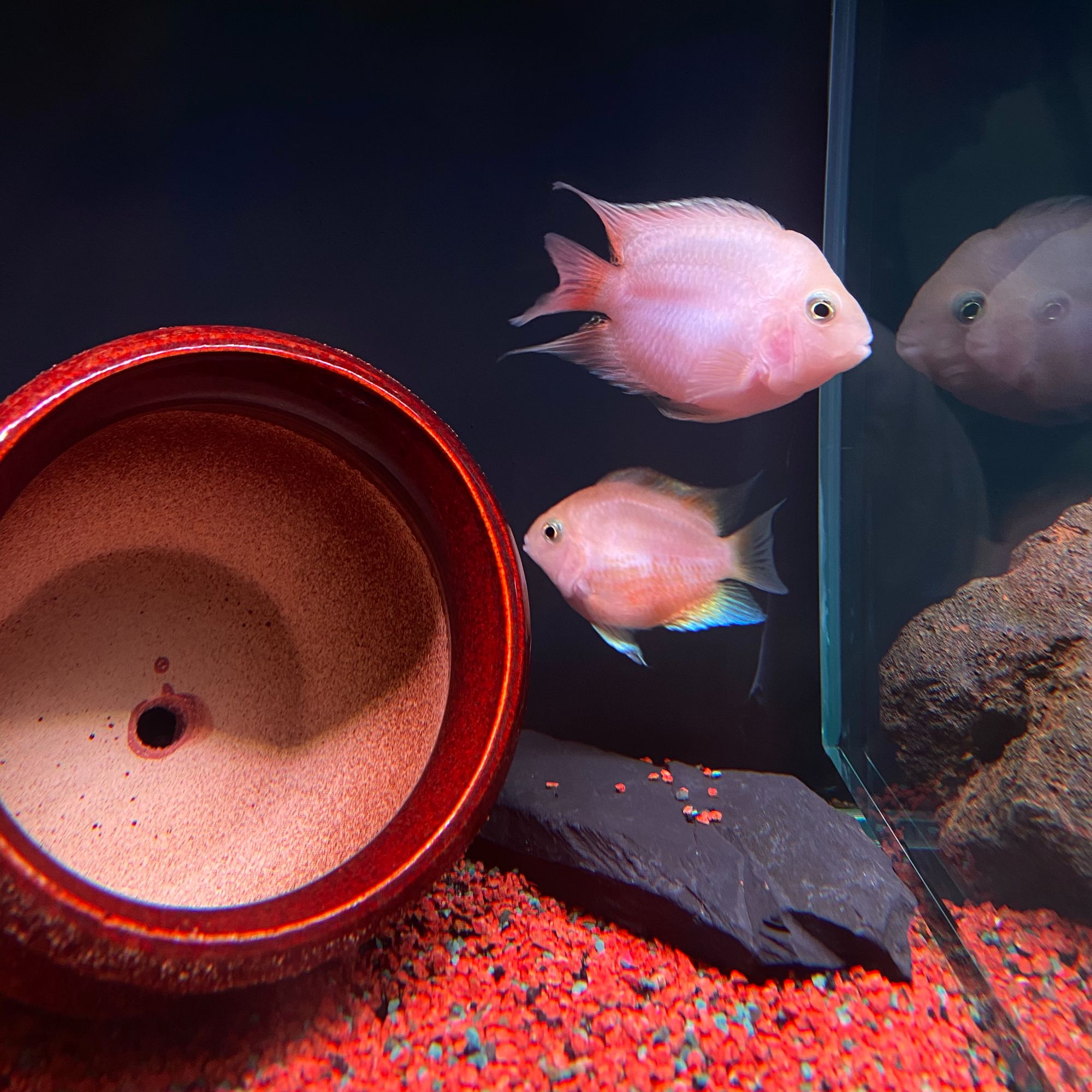 精品胭脂粉迷你鹦鹉观赏鱼