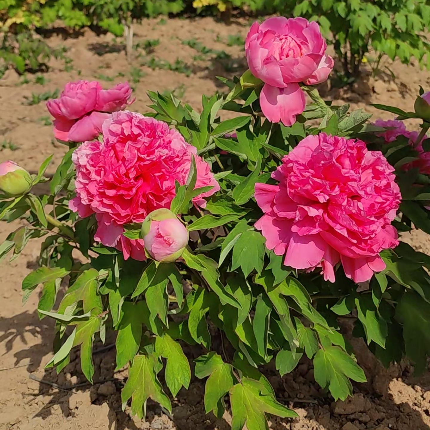 牡丹花苗带花苞发货带花苞绿洲红6枝