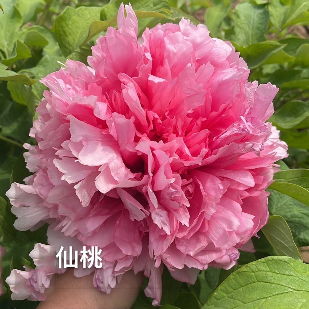 牡丹花苗  仙桃3-4枝
