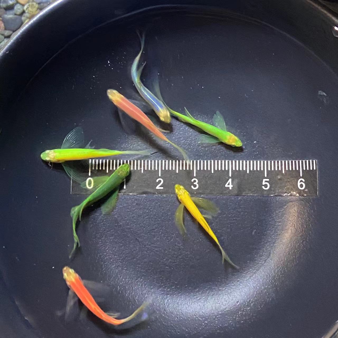 ¥新奇宠物活体【套餐】观赏鱼长鳍长尾蝶翼小型热带淡水活体物斑马