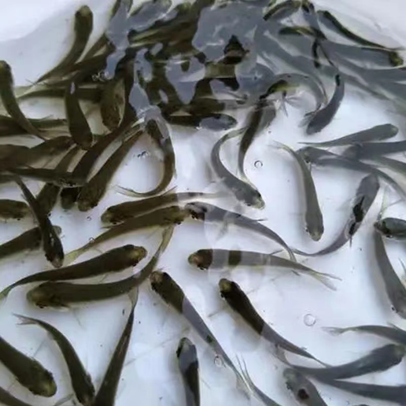 正宗大草鱼苗珠江草鱼苗活体淡水养殖鱼苗广东发货包邮包活