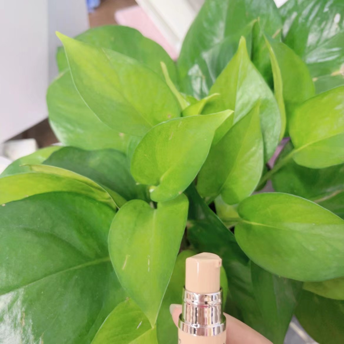【言言专属二】菁纯1+10持久粉底液】