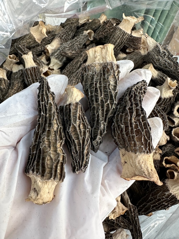 羊肚菌250g～500g