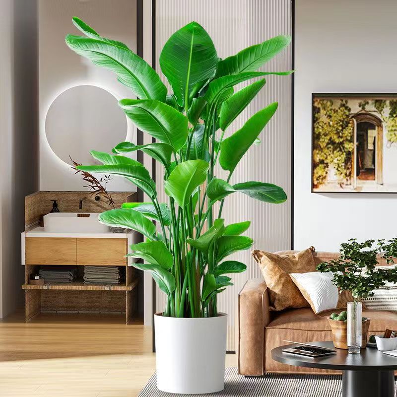 【1.5~1.8米】天堂鸟盆栽客厅绿植大型好养活大叶植物摆件