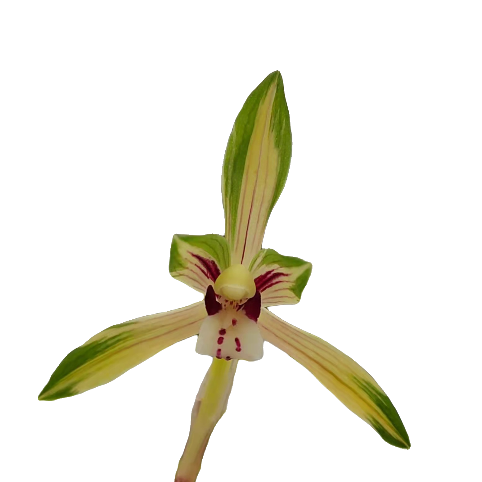 精品红素兰花，浓香型兰花，实合家中摆放。基地种植发货。庭院兰花苗