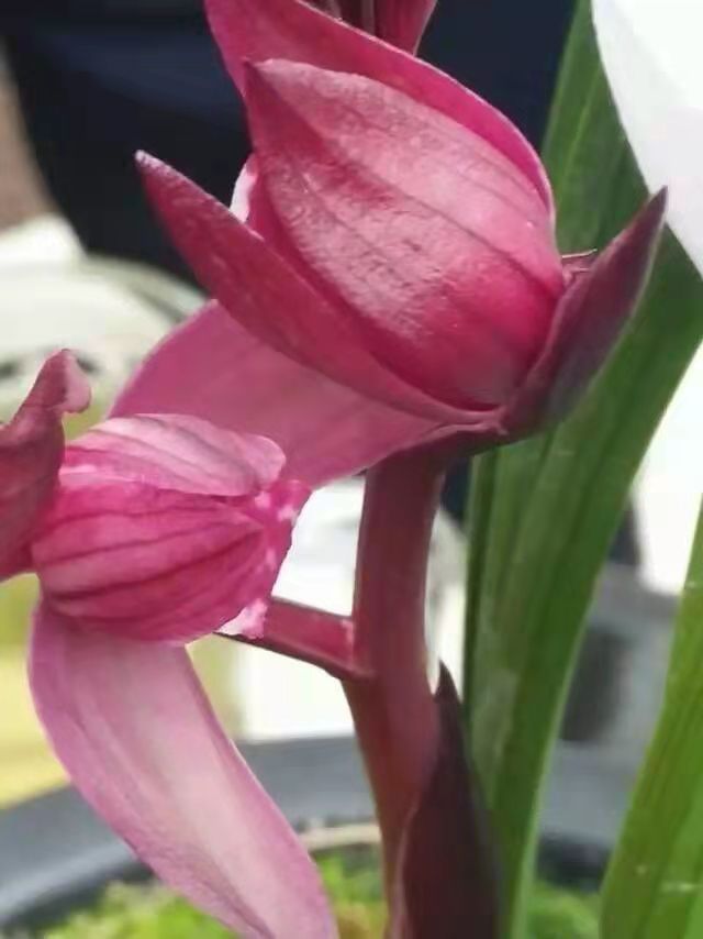 （蜀雅兰苑）直播间一物一拍 （春剑 春兰 蕙兰 等）