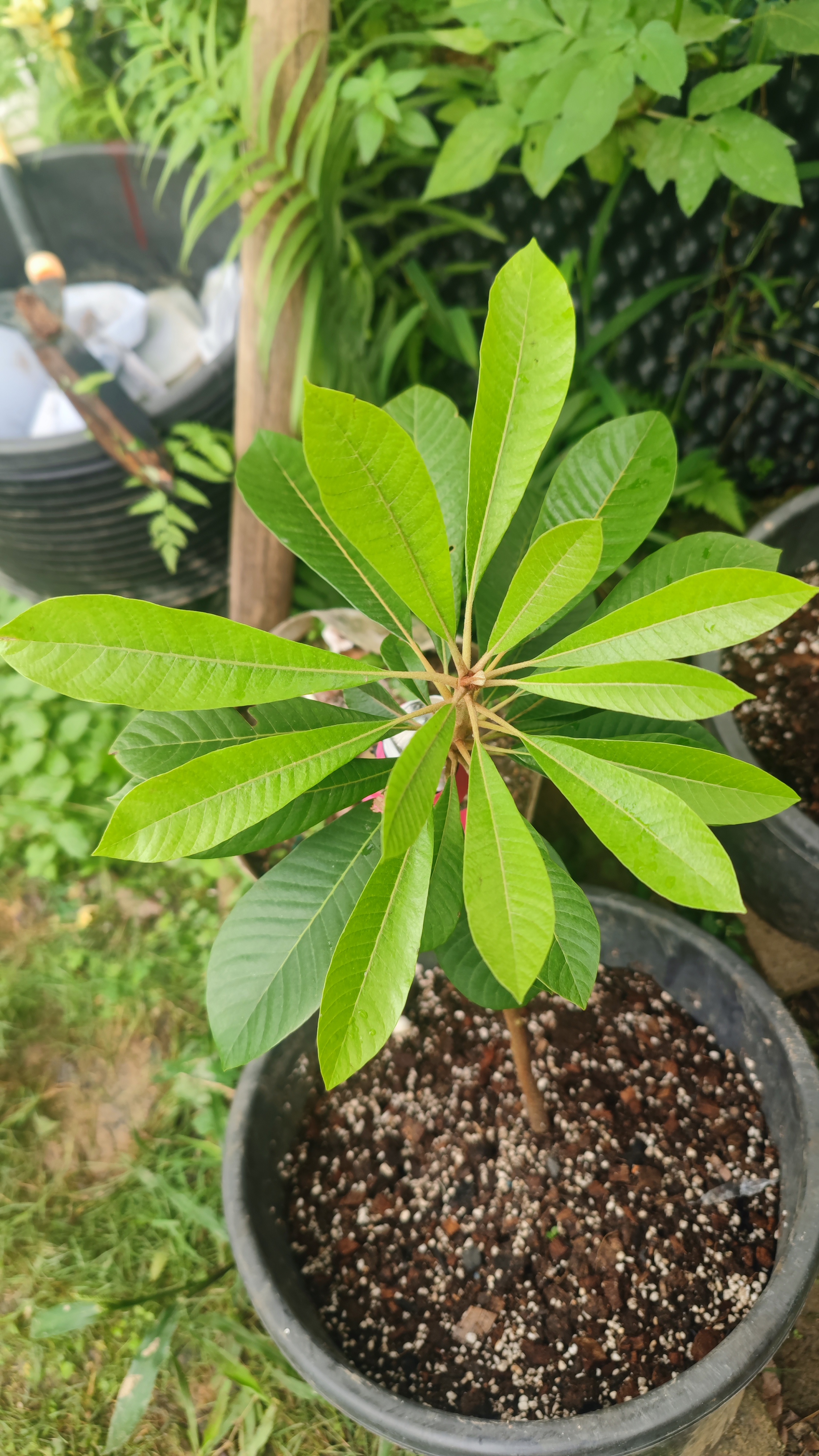 Viejo“V仔/V9"麻美果靠接苗植物