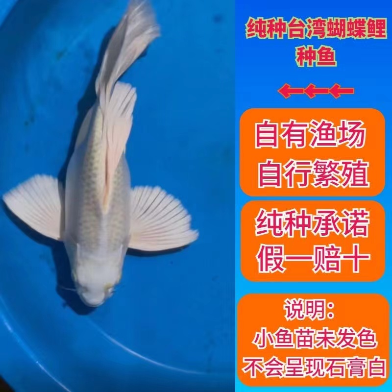 新店特惠台湾蝴蝶鲤冷水观赏鱼石膏白短身球体苗活体金鱼