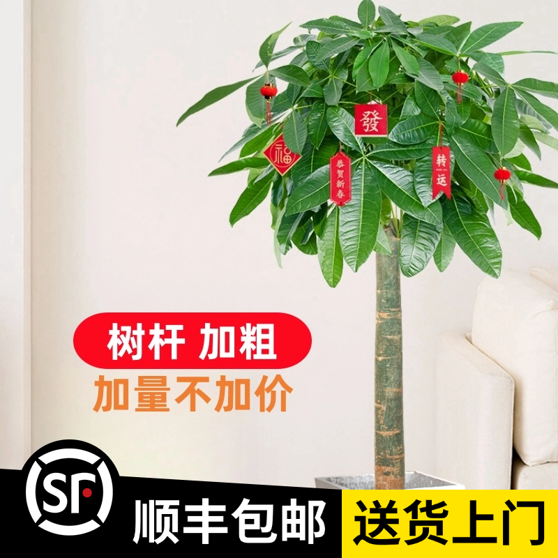 1.5-1.7 米【发财树】粗杆（顺丰包邮）客厅绿植招财办公室内开业 