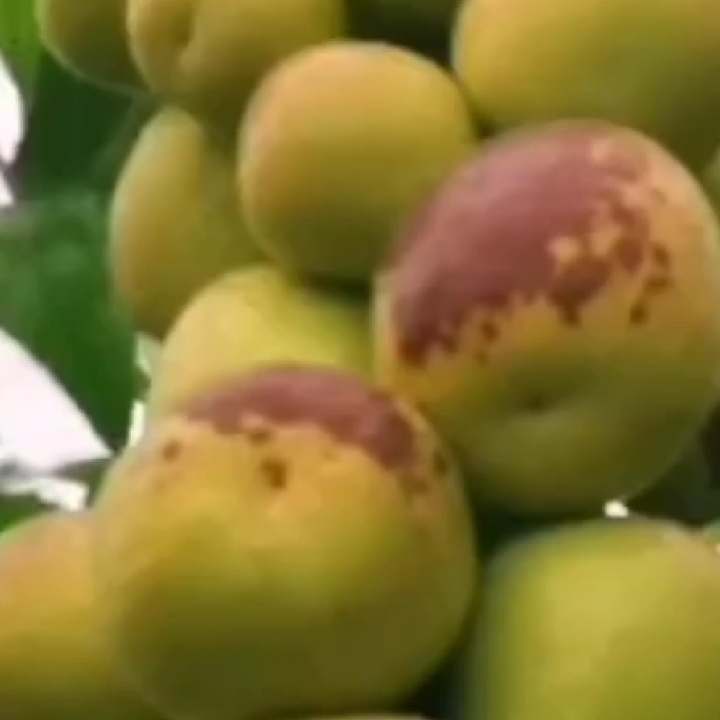 南北方都可以种植盆栽地栽伏脆蜜，八八红枣树拍1送1