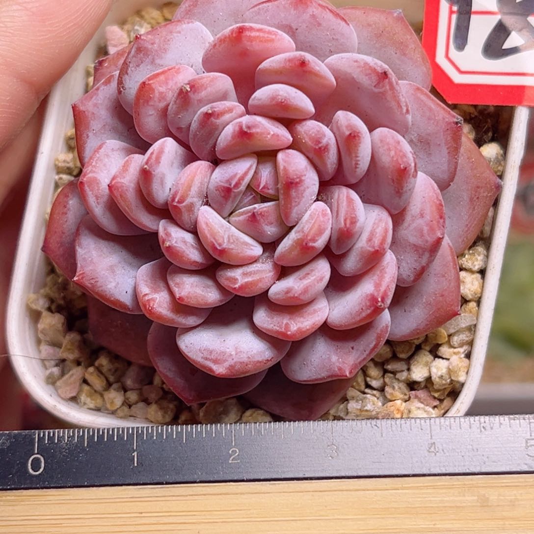 Y809一物一拍 星星橙