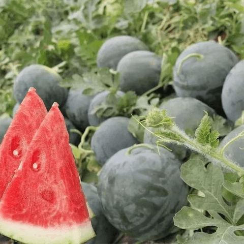 大无籽西瓜甜皮薄肉多早熟高产黑皮无籽大西瓜水果种子