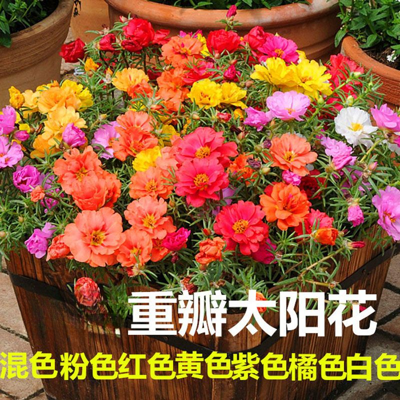 重瓣太阳花种子混色七彩花种籽四季易活太阳花籽花种子